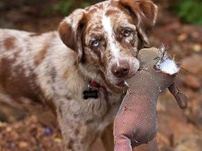 Ein Hund mit seinem zerstörten Spielzeug