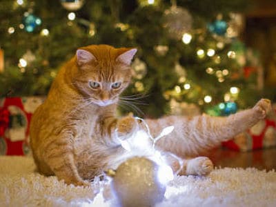 Gefahren für Ihre Katze in der Weihnachtszeit