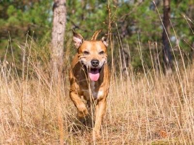 Ein Hund läuft durch hohes Gras. 