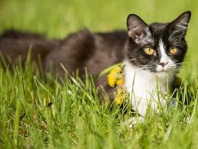 Eine Katze liegt im Gras. 