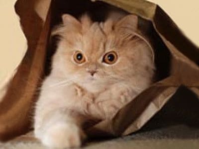 Ein glücklicher kleiner Höhlenforscher. Das Bild zeigt eine Katze, die aus einer selbstgebastelten Höhle schaut.