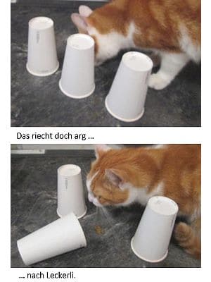 Ein Kater sucht die Leckerli. 