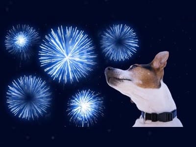 Hunde und Silvester