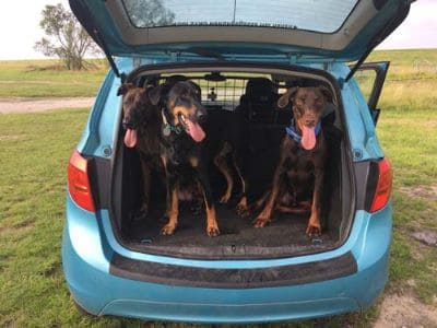 Hunde sollten im Auto gesichert werden.