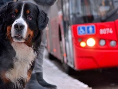 Das Bild zeigt einen Hund, der auf den Bus wartet. 