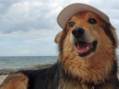 Ein wahrer Freund - der Hund. 