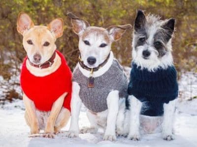 Sollte man Hunde anziehen? Hunde mit Pullovern