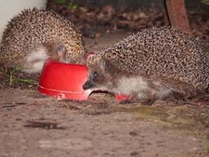 Das richtige Futter für den Igel. 