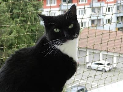 So wird der Balkon katzensicher.