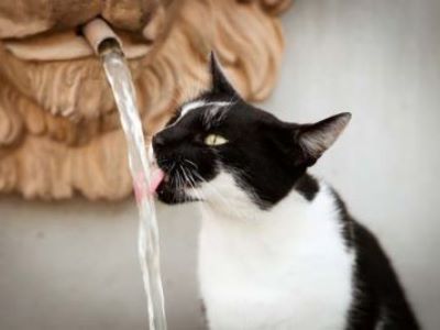 Katze-trinkt-aus-Wasserhahn.jpg