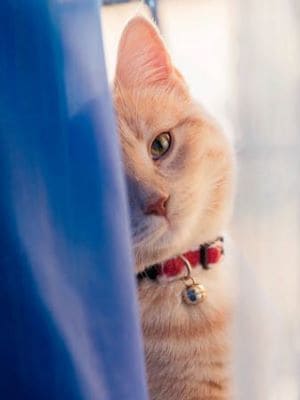 Auch über ein Halsband kann sich eine Katze freuen. Eine Katze freut sich über ihr neues Halsband