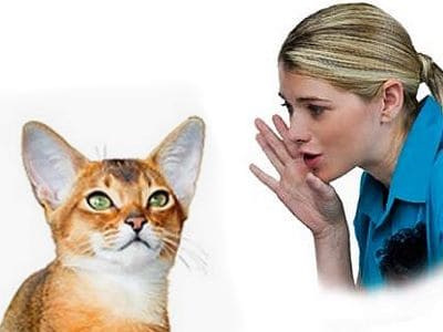 Viel Licht und Schatten gibt es bei Hundetrainern, Katzenflüsterern und Co.  Von selbsternannten Katzenflüsterern