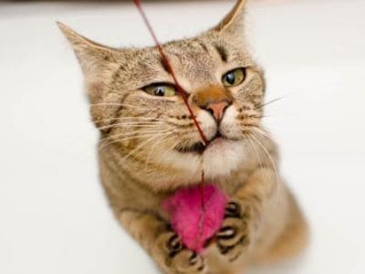 Katzenspielzeug selbst zu basteln ist nicht schwer. Das Bild zeigt eine spielende Katze.
