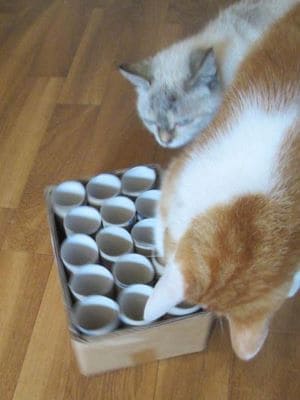 Zwei Miezen haben Spaß an der selbstgebauten Fummelkiste. Zwei Katzen spielen an der selbstgebauten Fummelkiste.