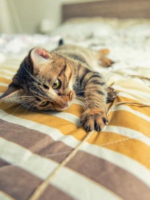 Einfacher kann Spielfreude wirklich nicht sein. Eine Schnur, ein Dosi, fertig. Eine Katze spielt mit einer Schnur