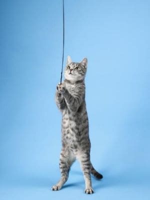 Eine Katze spielt an einer Schnur. 