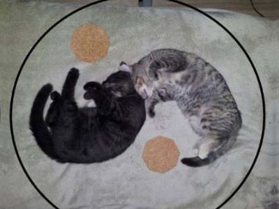 Katzenzusammenfuehrung-ying-und-yang.jpg