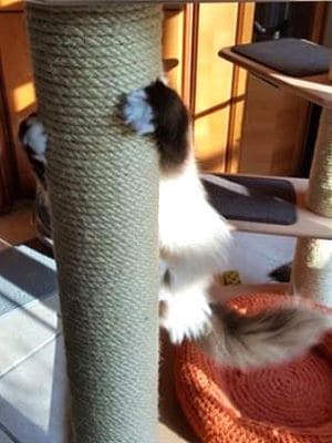 Das Rätsel der narrischen 5 Minuten bei der Katze. Die narrischen 5 Minuten bei der Katze.