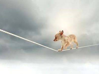 Nicht ohne Risiken - der Urlaub mit dem Tier. 