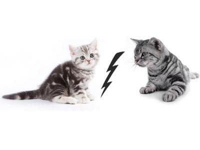 Wenn eine neue Katze einziehen soll... Kitten versus erwachsene Katze