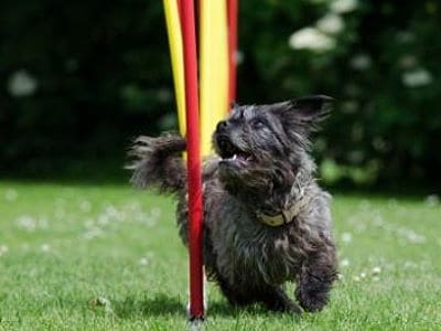 Hund läuft Slalom