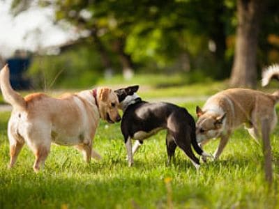 Hunde im Hundefreilauf