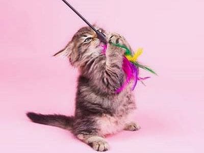Kann der Katze gefährlich werden - die Spielangel.  Eine kleine Katze spielt mit einer Spielangel