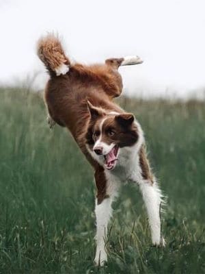 Das Bild zeigt einen übermütigen Hund. 