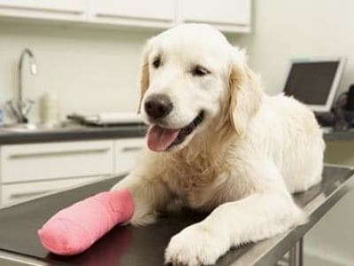 Das Bild zeigt einen Hund mit Verband auf dem Behandlungstisch. 