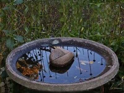 Das Bild zeigt eine flache Wasserschale mit einem Stein als Rettungsmittel. 