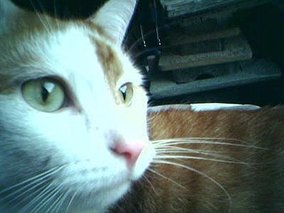 Hat diese Katze Whisker Stress?