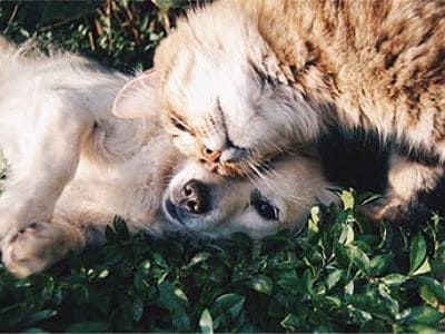 Eine gelungene Zusammenführung von Hund und Katze. Hund und Katze schmusen miteinander.