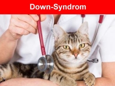 Down-Syndrom