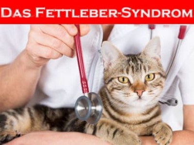 Das Fettlebersyndrom der Katze