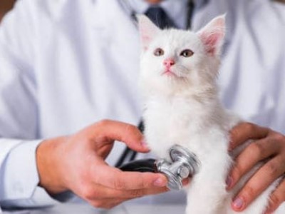 Katze und Tierarzt - Tipps Katze und Tierarzt - Tipps