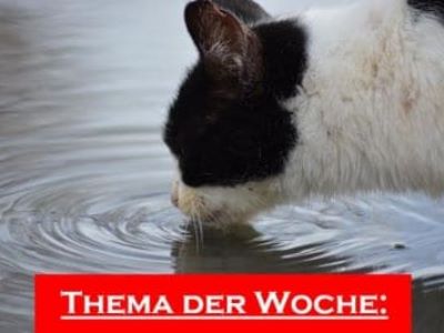 Katze-zum-Trinken-animieren