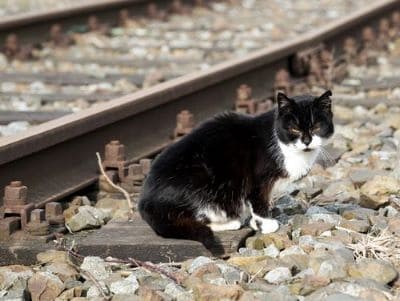 Streunerkatzen helfen - das können Sie tun!