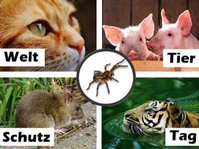 4. Oktober - Welttierschutztag