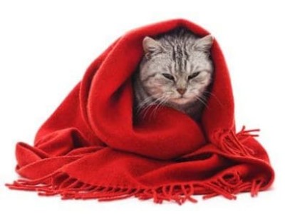 Wenn die Katze krank ist...