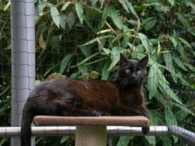 Schritt für Schritt zum perfekten Katzengarten Schritt für Schritt zum perfekten Katzengarten