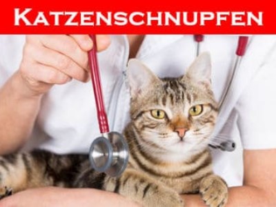 Der Katzenschnupfen Komplex