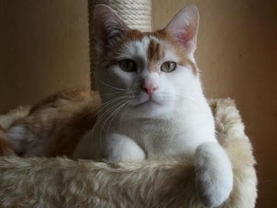 Das Testament einer Katze