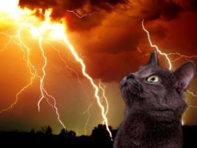 Darf ich meine Freigänger Katze bei jedem Wetter herauslassen?