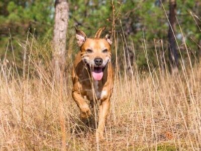 Herbstgrasmilben – Juckende Parasiten bei Hund und Katze
