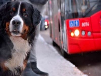 Mit DeinemTier in öffentlichen Verkehrsmitteln