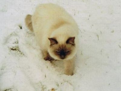Freigänger Katzen im Winter