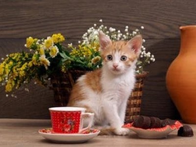 Heilpflanzen in der Katzennahrung