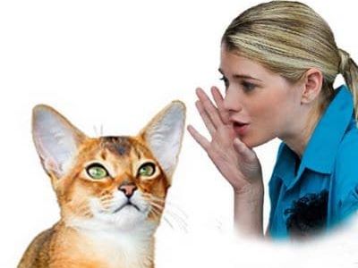 Von Hundetrainern, Katzenflüsterern und Besserwissern...