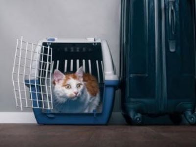 Ein Umzug mit Katze!