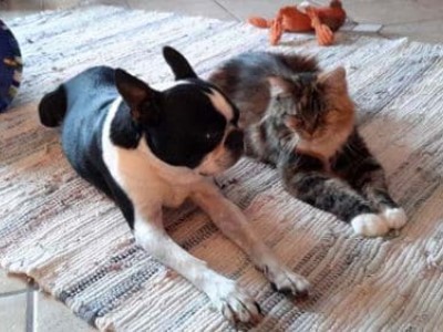 Zusammenführung 3: Hund und Katze aneinander gewöhnen.
